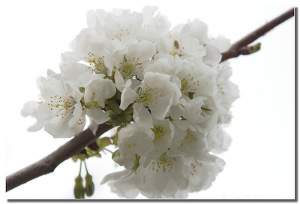 flor de cerezo