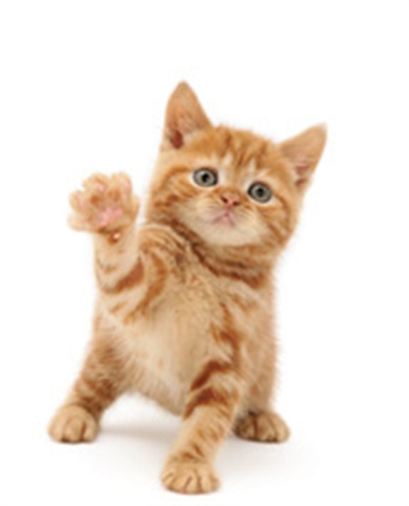 Su gato se pone nervioso por la falta de espacio