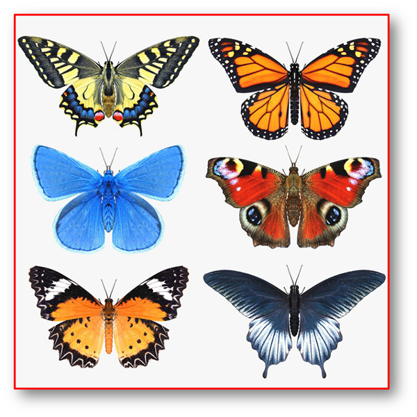poema de COMO MARIPOSAS MUERTAS 