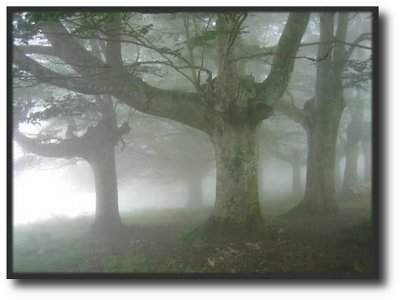 era un bosque