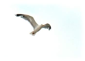 gaviota en la distancia