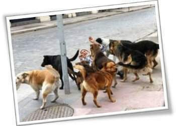 perros