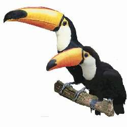 tucanes