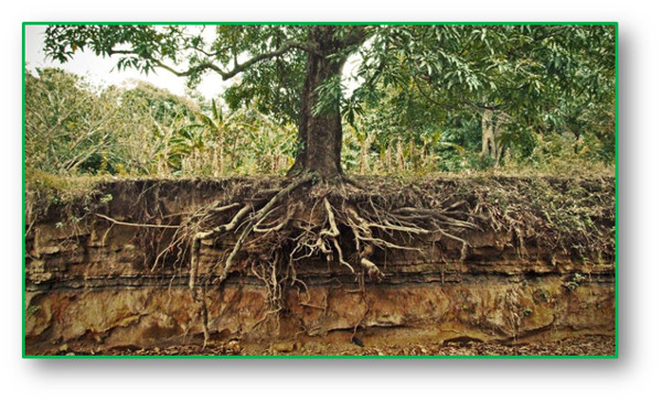 Relato de Sarilis Montoro 