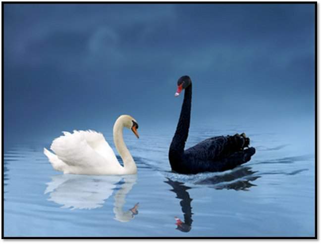 Cuando somos cisnes  negros,  poema de Raiza N. Jimenez 