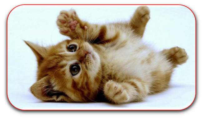 El gato, poema de M&ordf; Esther Ruiz