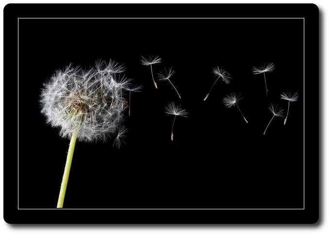 El viento lleva el alma, poema de Mar&iacute;a Jose Bonet 