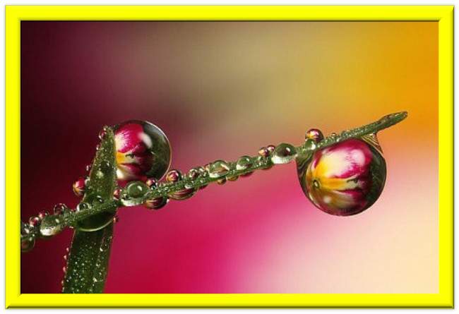 gotas de roc&iacute;o, poema de M&ordf; Esther Ruiz