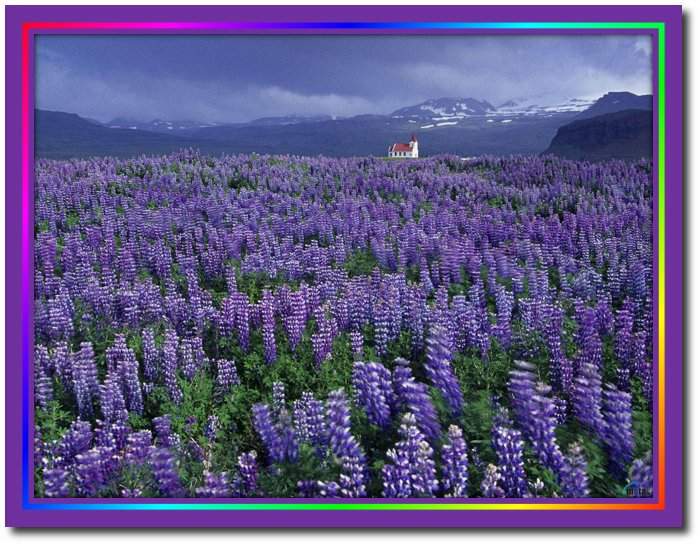 Por ti sembrar&eacute; flores en la madrugada