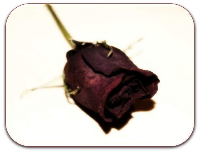 Sentido al amor, poema de Mar&iacute;a Jos&eacute; Borja Bonet  