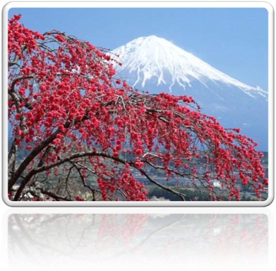 cerezos del monte Fuji