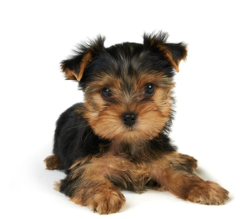 me llamo Duque Soy un perro yorkshire