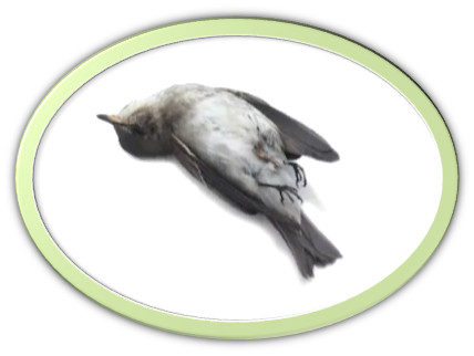 poes&iacute;a de M&ordf; Esther Ruiz