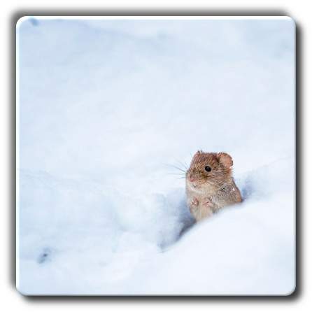 el ratoncito en la nieve, poema de Marisa Alonso Santamar&iacute;a 