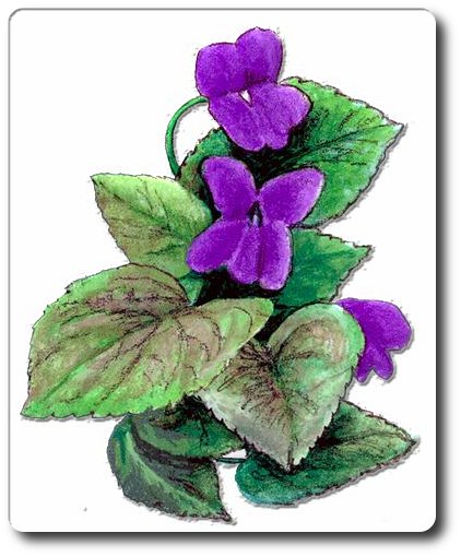 violetas de amor