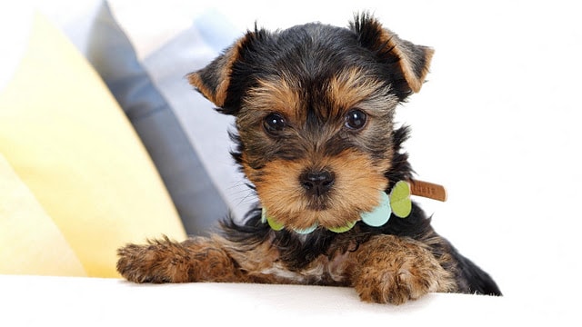 me llamo Duque Soy un perro yorkshire