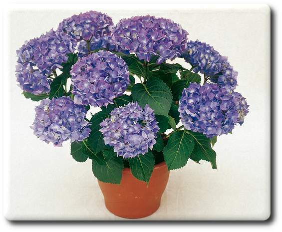Maceta de hortensias en nuestra terraza: ascenso, poema de Elene Medel