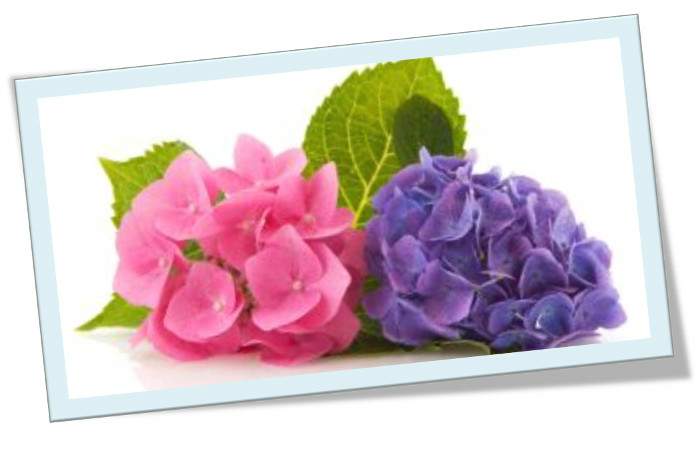 Maceta de hortensias en nuestra terraza: pulg&oacute;n, poema de Elena Medel