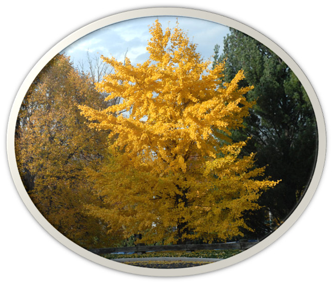 poes&iacute;a de Yv&aacute;n Yauri