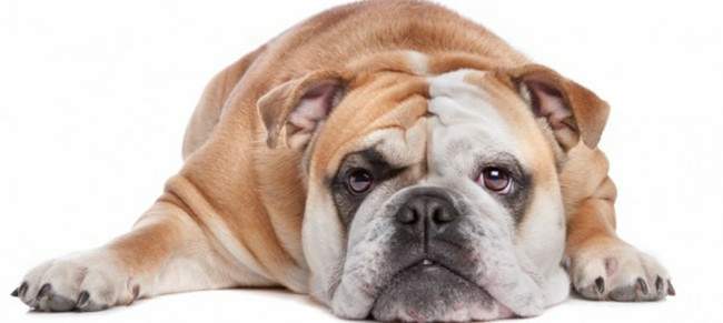 un perro, poema de Carlos Eduarde Satiz&aacute;bal